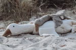 Ganso de peluche, grande, blanco