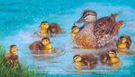 Oberste Brink Tiermütter und Tierkinder Loes Botman_32588 Auf dem Bild "Tiermütter und Tierkinder Loes Botman" von Oberste Brink schwimmt eine Entenmutter mit sechs gelben Entenküken im leuchtend blauen Wasser während links am Rande des Teiches grünes Schilf steht.