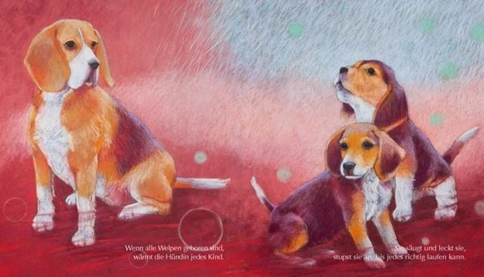 Oberste Brink Tiermütter und Tierkinder Loes Botman_32587 Drei Beagle-Welpen mit braunem schwarzem und weißem Fell sitzen auf rotem Grund mit rosafarbenem und blauem Hintergrund in dem Oberste Brink-Buch "Tiermütter und Tierkinder Loes Botman" mit deutschem Text am unteren Rand der Illustration.