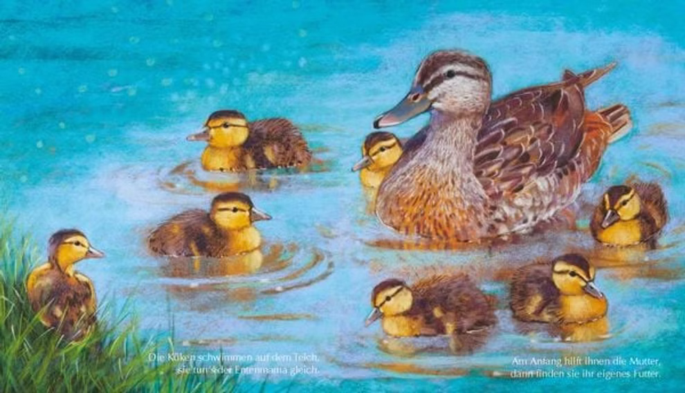 Oberste Brink Tiermütter und Tierkinder Loes Botman_32588 Auf dem Bild "Tiermütter und Tierkinder Loes Botman" von Oberste Brink schwimmt eine Entenmutter mit sechs gelben Entenküken im leuchtend blauen Wasser während links am Rande des Teiches grünes Schilf steht.