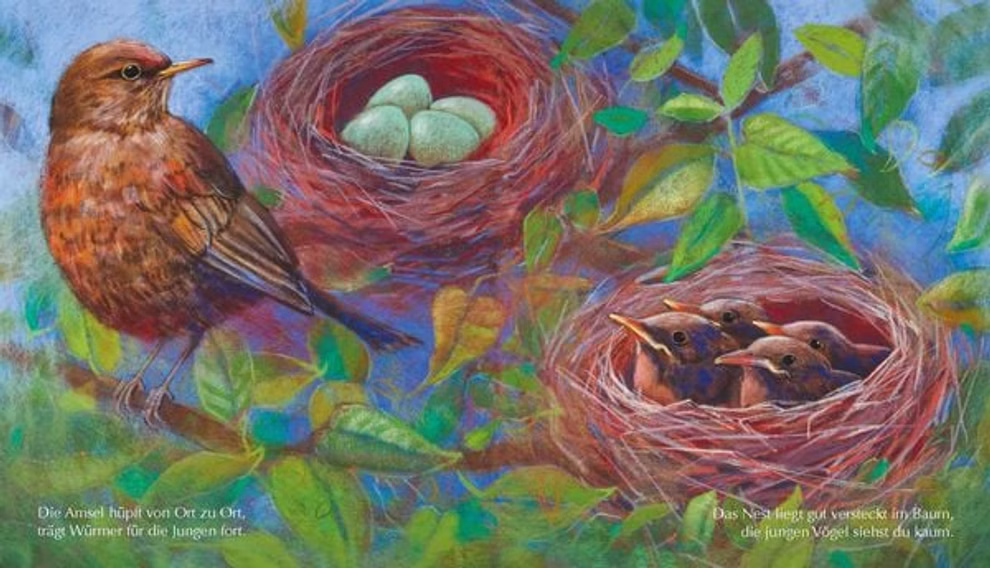 Oberste Brink Tiermütter und Tierkinder Loes Botman_32589 Ein brauner Vogel sitzt auf einem Ast in der Nähe zweier Nester - eines mit vier blauen Eiern das andere mit drei Küken - inmitten von belaubten Ästen. In den Ecken steht ein deutscher Text. Aus "Tiermütter und Tierkinder Loes Botman" von Oberste Brink.