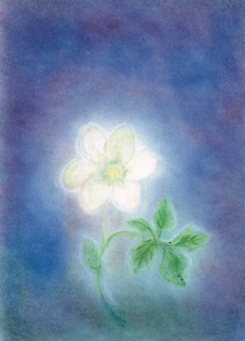 Biglietto d'arte Rosa di Natale