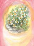Postcard set wild herbs, 16 pieces Postcard set wild herbs, 16 pieces