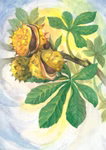Postcard set wild herbs, 16 pieces Postcard set wild herbs, 16 pieces