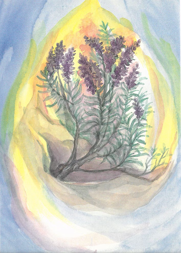 Postcard set wild herbs, 16 pieces Postcard set wild herbs, 16 pieces