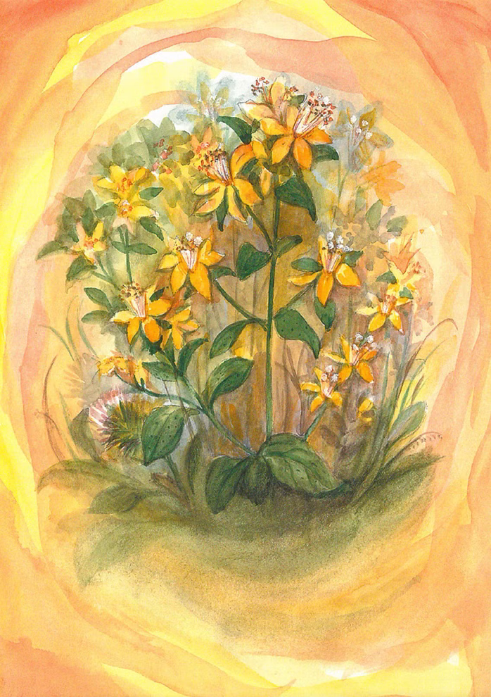 Postcard set wild herbs, 16 pieces Postcard set wild herbs, 16 pieces