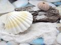 Jakobsmuscheln Muscheln Tischdeko Maritim Sommer Geburtstag Deko Garten Bad Terrasse Natur  2