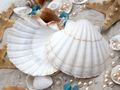 Jakobsmuscheln Natürliches Muscheln Deko DIY Hochzeit Geburtstag Badezimmer Restaurant Hotel Schaufenster 3