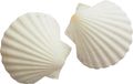 Jakobsmuscheln Muscheln Natur Tischdeko Maritim Sommer Deko Badezimmer Basteln 2 Stück 10-12cm 1