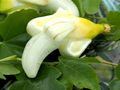 2x Bananen Glas Christbaumschmuck Deko Adventskranz Baumschmuck Tischdeko 2