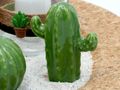 Tablett Deko Kaktus Kork Grün Natur Tischdeko Sommer Garten 5