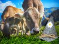 Geldgeschenk Verpackung Alpen Alm Urlaub Reise Gutschein Berge Almhütte Wandern 3