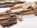 Tischkarten Namenskarten mit Kork Fisch Holz Gold Tischdeko Deko Kommunion Konfirmation 5