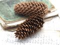 5x Zapfen Fichtenzapfen Braun Deko Natur Tischdeko Weihnachten Advent Basteln Herbst 4