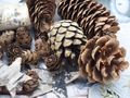 Zapfen Natur Sterne Weihnachten Deko Braun Holz Winter Tischdeko Basteln 300g 3
