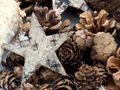 Zapfen Natur Sterne Weihnachten Deko Braun Holz Winter Tischdeko Basteln 300g 2