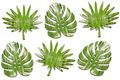 Tischdeko Monstera Farn Blätter Streudeko Holz Grün 6 Stück 7,5cm Basteln Dschungel 1