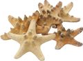 Seesterne Natur Streudeko Tischdeko Maritim Basteln Deko Party 5 - 8 cm 5 Stück 1