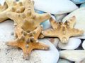 Getrocknete Natur Seesterne als maritime Deko für Wohnzimmer Schlafzimmer Badezimmer oder als Tischdeko 2