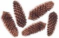 Tannenzapfen Zapfen Fichtenzapfen Kupfer Basteln Weihnachten Weihnachtsdeko 5 Stück 1