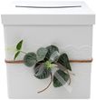 Briefbox Kartenbox Hochzeit Eukalyptus Kommunion Konfirmation Geburtstag Greenery Vintage Spitze 2
