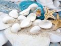 500g Arca Arca Muscheln – Weiß, Ø 4–5 cm – Naturprodukt zur Dekoration, Basteln, Tischdeko, DIY & maritime Gestaltung 3
