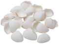 Muscheln Deko Arca Arca Schalen Streudeko Maritime Deko Basteln 500g 1