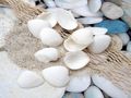 Streudeko Muscheln Weiß für Tischdekoration bei maritimen Hochzeiten Sommerpartys oder Geburtstag 2