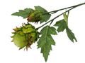 Distel Zweig Grün Kunstpflanze Herbstdeko Basteln 2