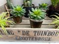 Sukkulente künstlich im Blumentopf Tischdeko Deko Garten Terrasse Balkon  3