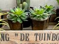 Künstliche Sukkulenten Pflanzen mit Kupfer Braun Blumentopf Haus Balkon Büro Deko 4