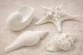 Muschel SET maritimen Tischdekorationen bei Strandhochzeiten und Geburtstage, Grill, Sommer und Beach Partys, maritime Hotel und Restaurant Dekorationen 4