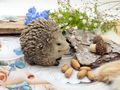 Igel Deko Figur Tierfigur Garten Tierfiguren Terrasse Herbst Winter Deko 4