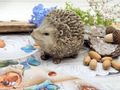Dekofigur Igel Polyresin Gartendeko Winter Herbst Basteln 3