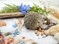 Dekofigur Igel Herbst Braun Beige Gartenfigur aus Kunststein 5