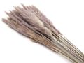 Pampas Gras Pampasgras Trockenblume Mauve Natur Deko Raumdeko 1