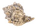 Muschel Gold Keramik Schneckengehäuse Dekofigur Maritime Deko 8 x 4 cm (LxB) 1