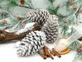 Pinienzapfen in Weiß ca. 12cm für Adventsgestecke, Weihnachtskränze, Tischdeko oder winterliche Arrangements  3