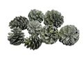 Pinienzapfen Grün Olive 3-5 cm Ø Streudeko Weihnachten 8 Stück 1