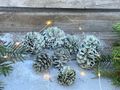 Pinienzapfen Grün Olive 3-5 cm Ø Streudeko Weihnachten 8 Stück 3