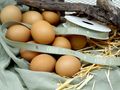 Geschenkband Schleifenband Dekoband Ostern  3