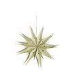 Klein Papierstern Creme Grünlich Glitzer Rand Gold Hängedeko Weihnachten 2