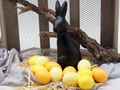 Hühnereier Gelb Orange MIX Deko Ostern Tischdeko Frühling basteln  4