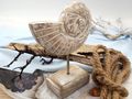 Deko Muschel Aufsteller Mangoholz Ammonit Sockel Ständer Säule Maritim Sommer Holzfigur 4
