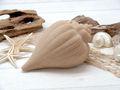 Muschel Schnecke Sand 2