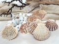 Jakobsmuscheln Basteln Deko Maritim Tischdekorationen Hochzeit Boho Stil Geburtstag 2