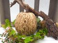 Bunt Ast Kürbis Natur Seegras Klein Lang Herbst Tischdeko 4