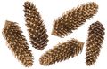 Zapfen Gold Fichtenzapfen Natur Deko Basteln Weihnachten Weihnachtsdeko 5 Stück 1