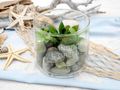 Sukkulente Künstliche Pflanze im Glastopf als Geschenk und Tischdeko für Hochzeit Geburtstag Sommer Herbst 4