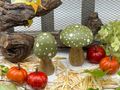 Handgefertigte Deko Grüne Pilze aus Mangoholz für Kränze, Gestecke, Türdekorationen oder Tablett-Arrangement 2